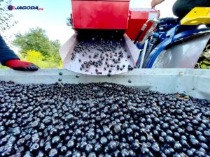 Full row berry harvester