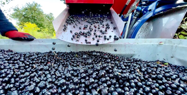 Full row berry harvester