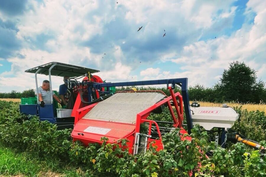 Blackcurrant harvester JAREK 5