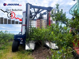 JAGODA 300 in Action: Transforming Blueberry Harvesting