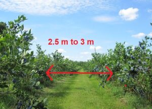 Optimizing Blueberry Mechanical Harvest Efficiency with the JAGODA 300: Precision Row Spacing
