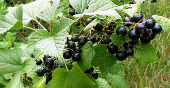 Know about blackcurrants From Planting to Harvesting