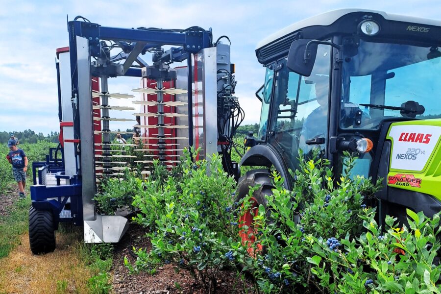 A blueberry harvesting machine JAGODA 300 gently picks blueberries from the bushes, leaving them unharmed.