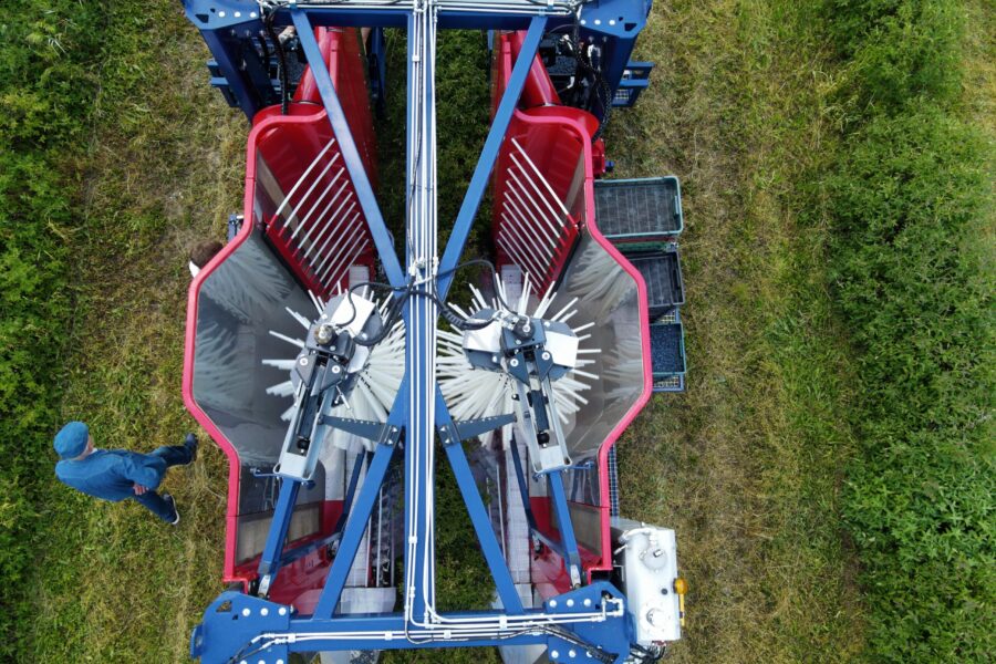 A blueberry harvesting machine JAGODA 300 quickly and efficiently picks blueberries from the bushes