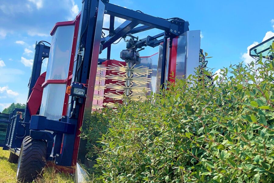 The JAGODA 300 blueberry harvester is a gentle machine that picks raspberries without damaging them.