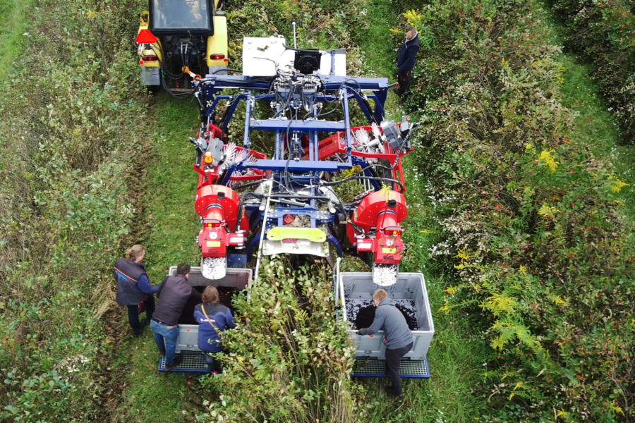 Kombajn OSKAR A01 - Najnowszy Kombajn Całorzędowy do Zbioru Owoców Jagodowych