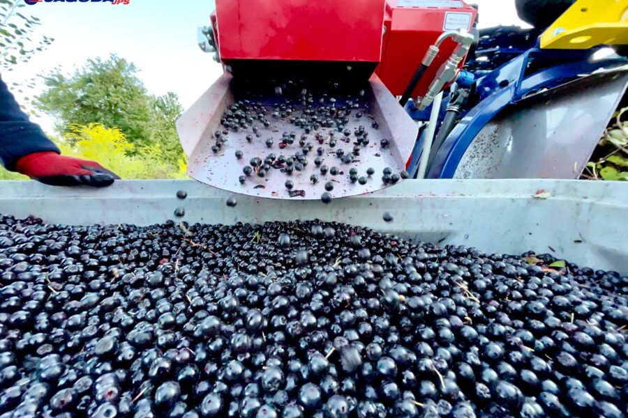 kombajnu całorzędowego zaczepianego do ciągnika zaprojektowanego do zbioru owoców jagodowych takich jak czarna, czerwona i biała porzeczka, aronia,